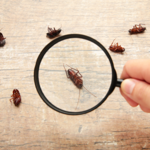 Identification and Prevention Strategies Cockroaches