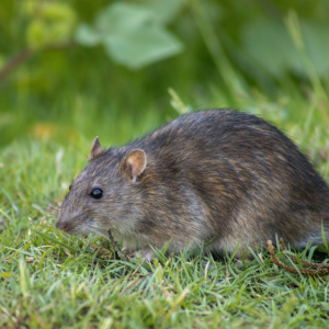 Identification and Prevention Strategies Rodents